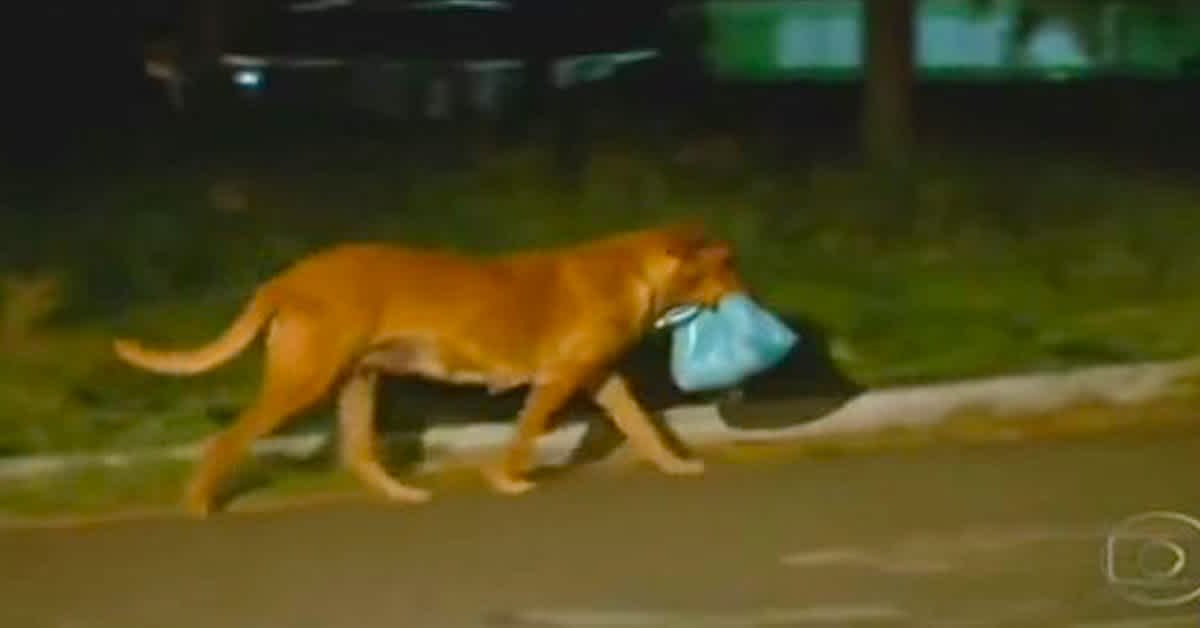 The Agenda Reacts: Chat Pile // "I Am Dog Now"