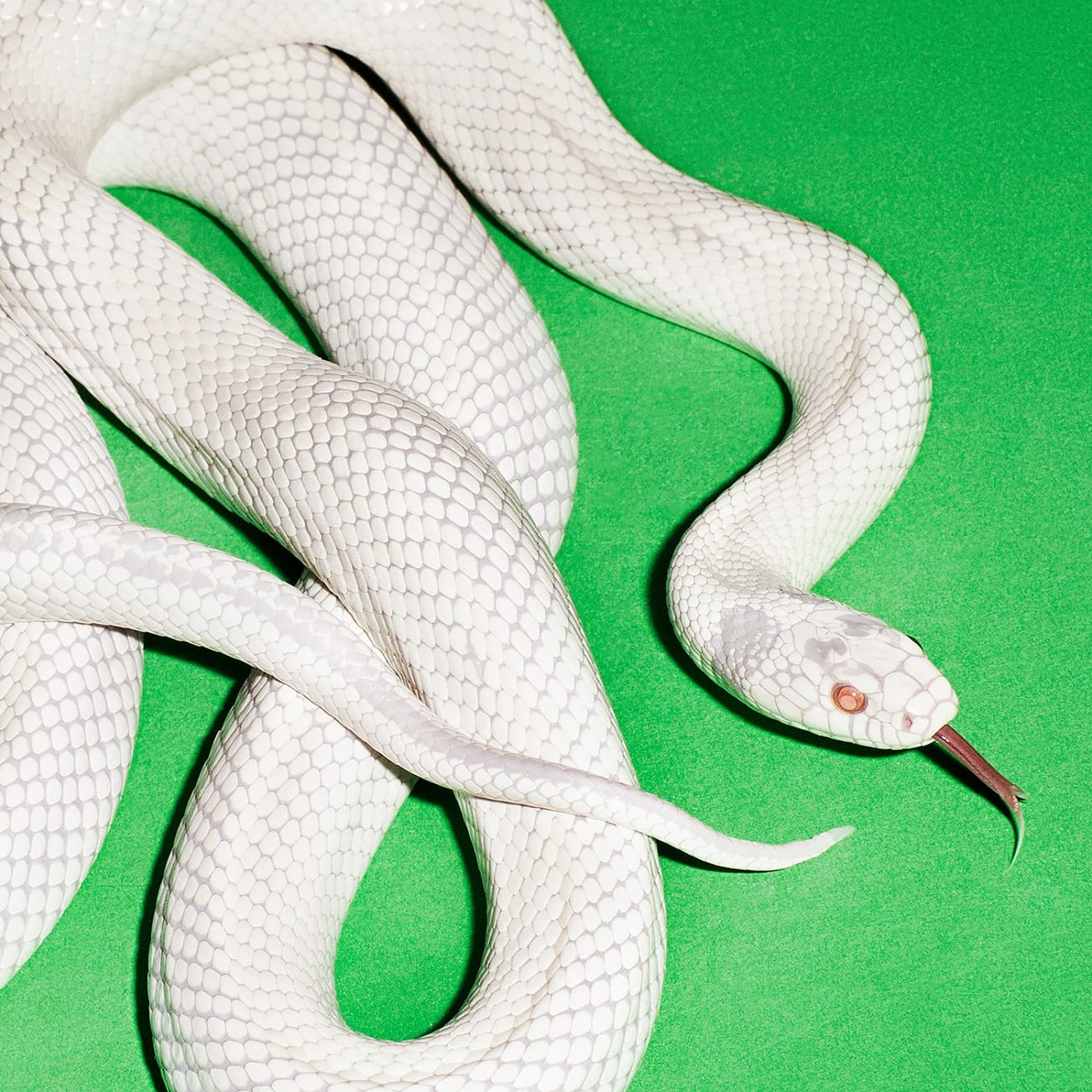 Album Review: Deftones // 'private music'